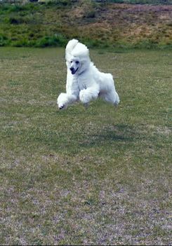 poodle dog running and jumping in grass