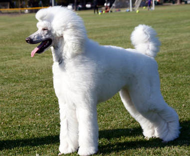 poodle dog standing in grass